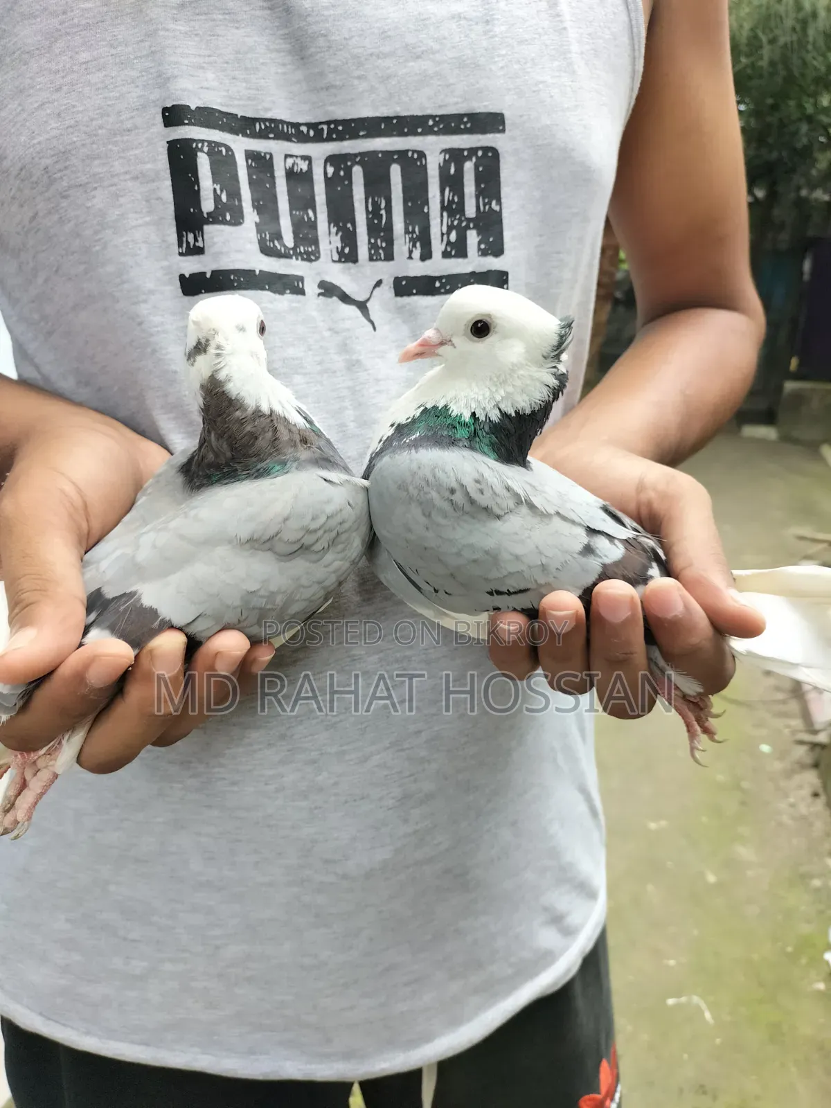 Rajgolla Pigeon