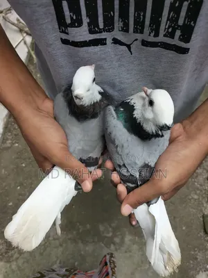 Rajgolla Pigeon