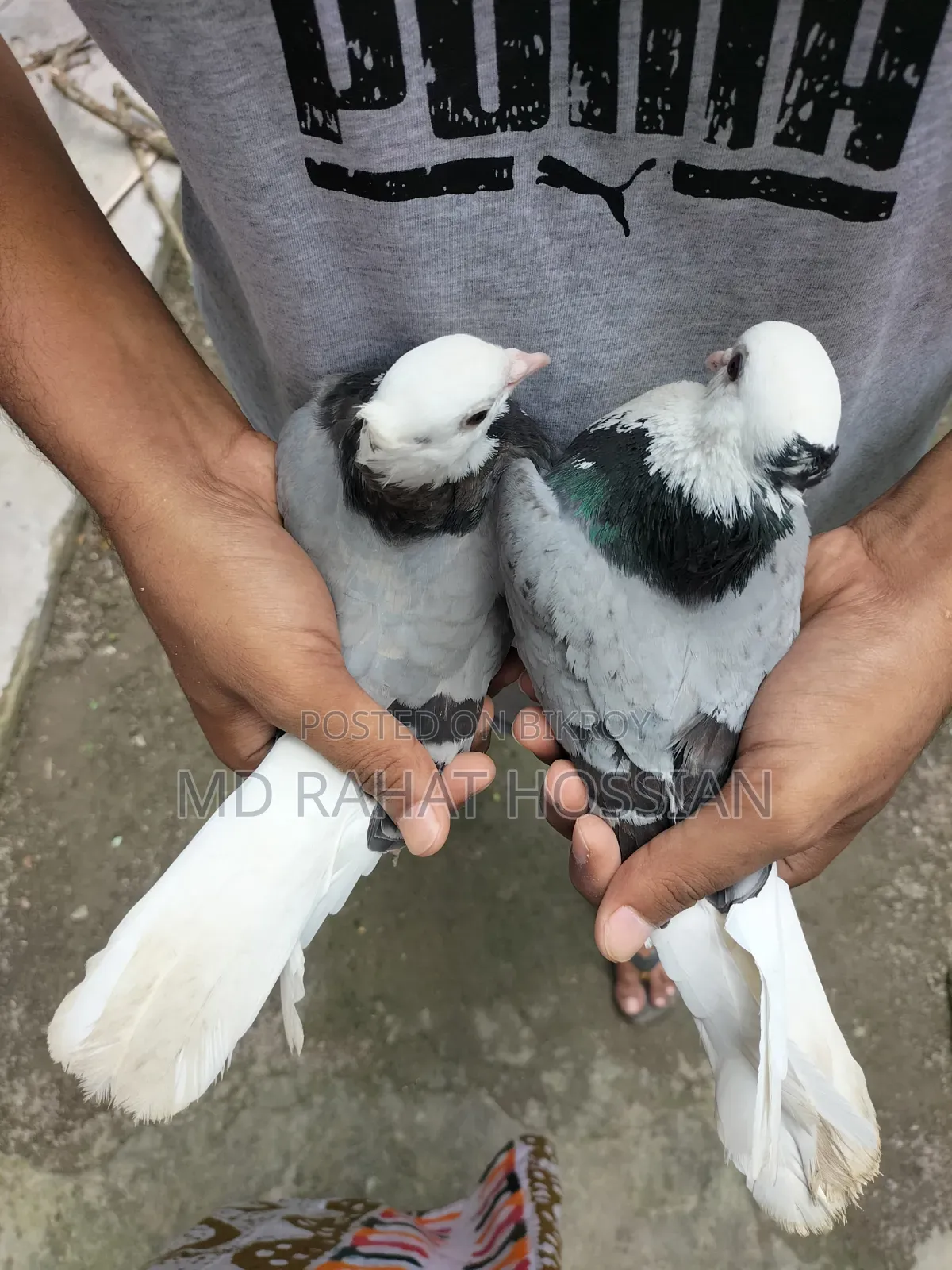 Rajgolla Pigeon
