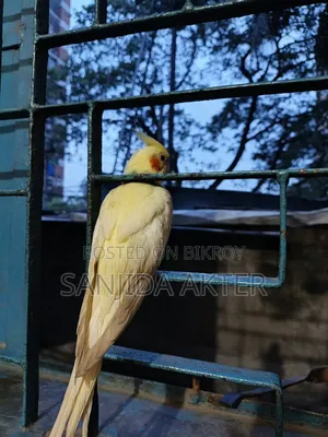 ককাটেল ৩ মাস বয়সী পূর্ণ দল