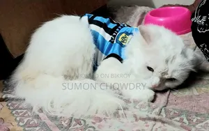 6-12 months Male Purebred Persian