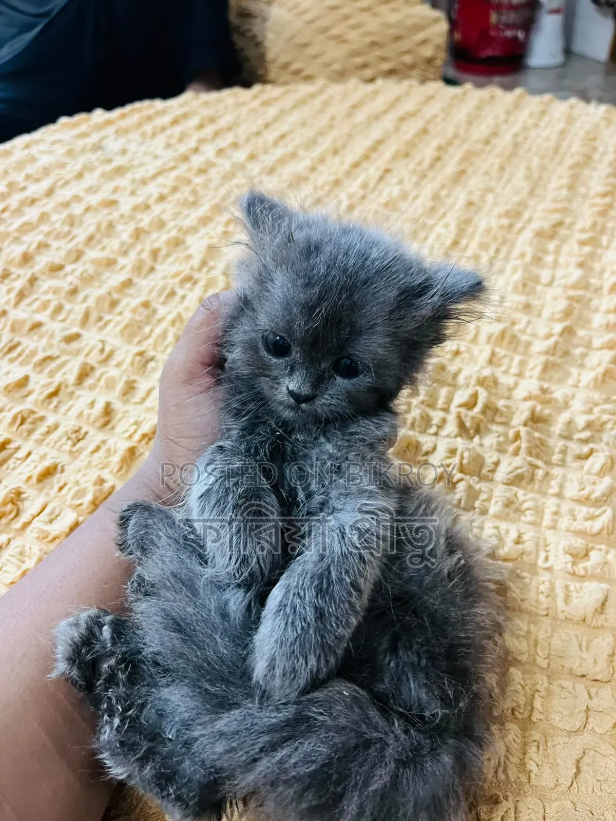 1-3 months Female Purebred Persian