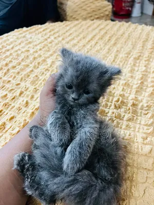 1-3 months Female Purebred Persian