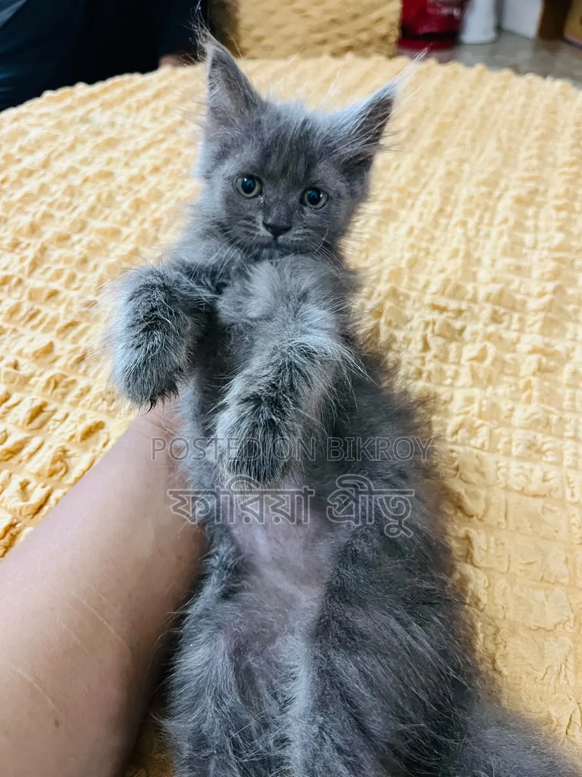 1-3 months Female Purebred Persian