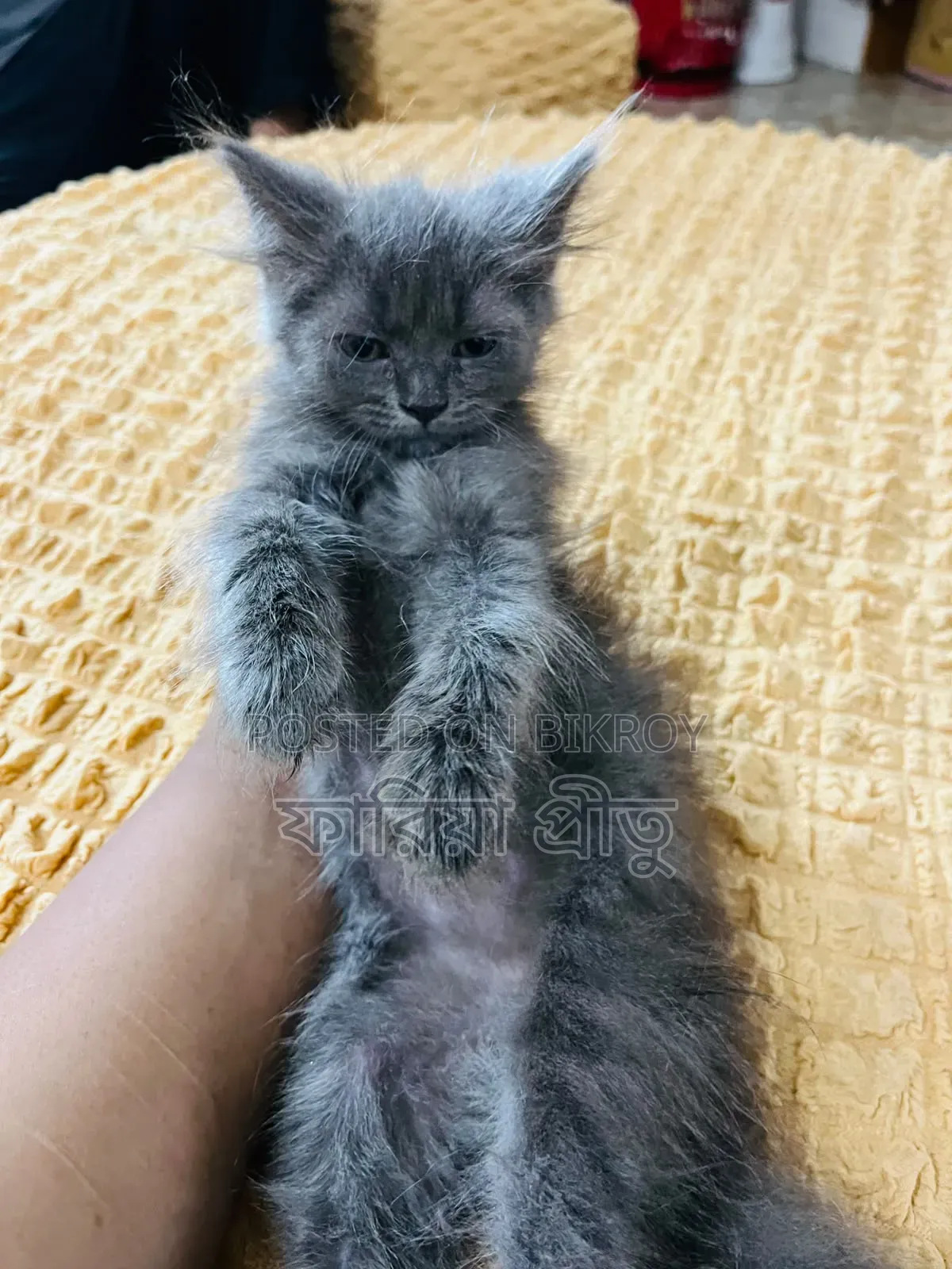 1-3 months Female Purebred Persian