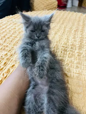 1-3 months Female Purebred Persian
