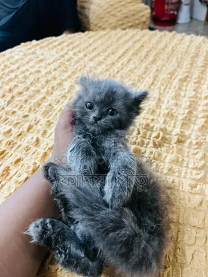 1-3 months Female Purebred Persian