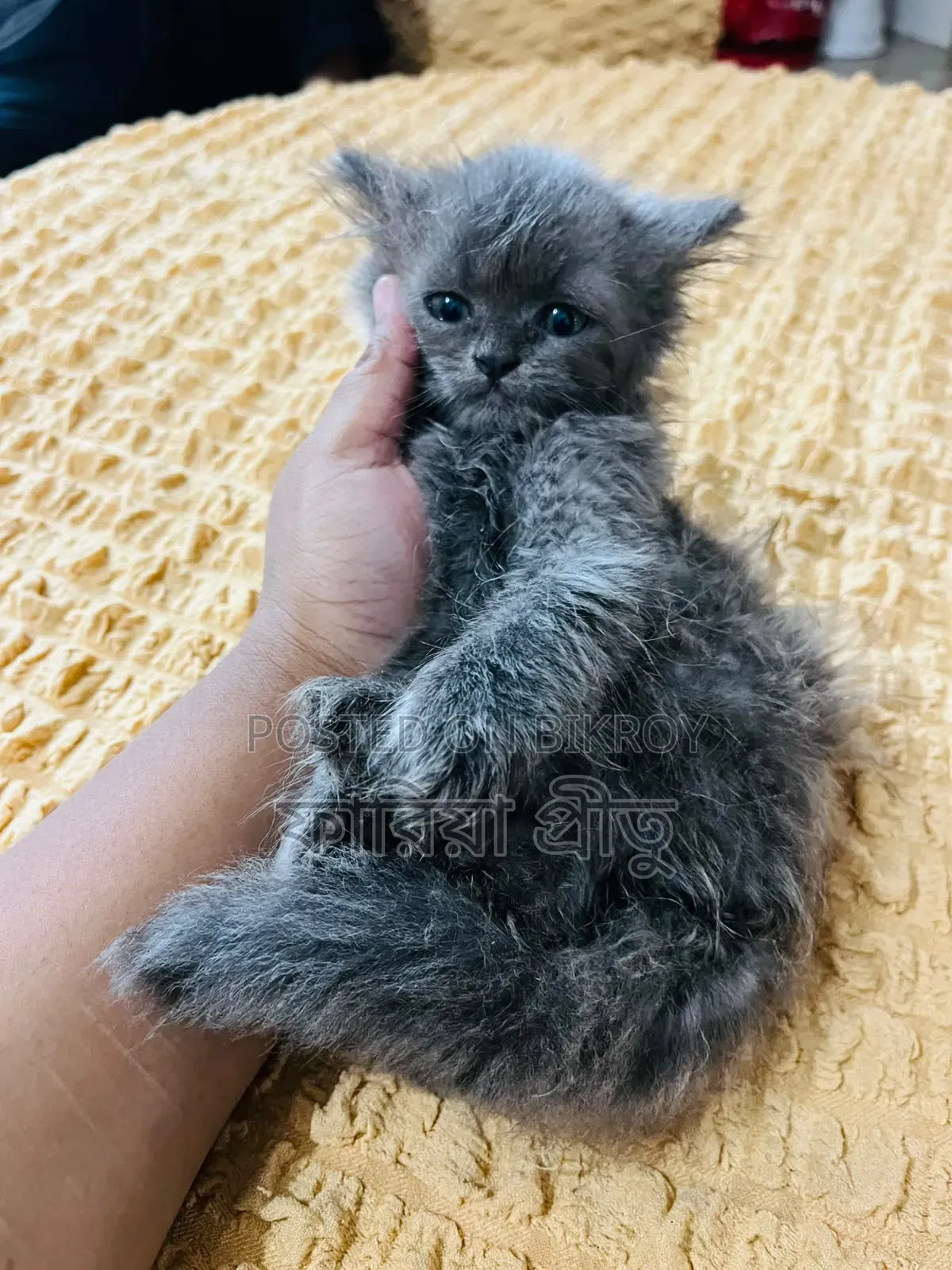 1-3 months Female Purebred Persian