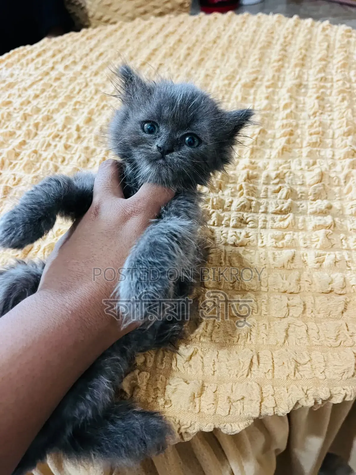 1-3 months Female Purebred Persian