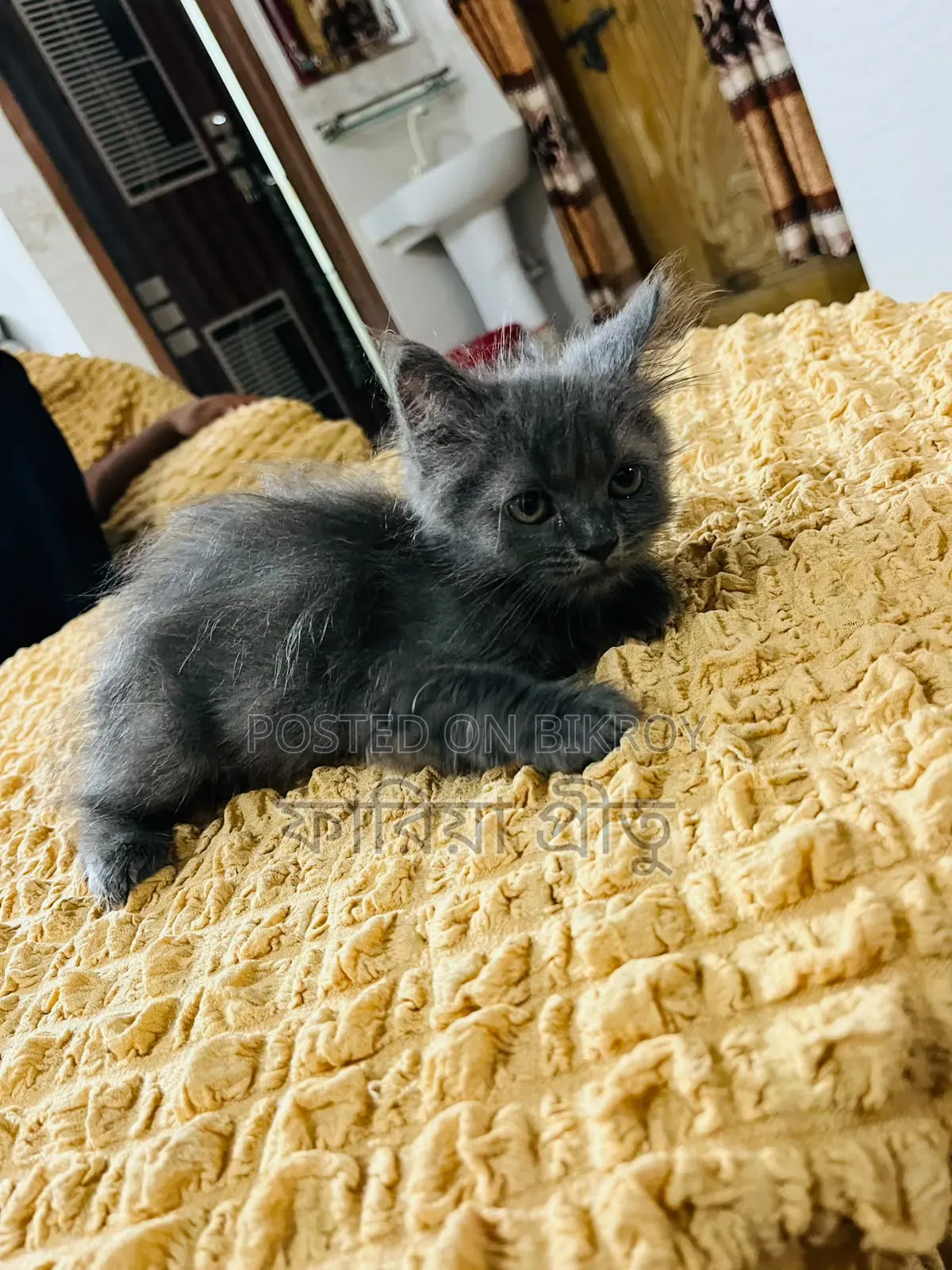 1-3 months Female Purebred Persian