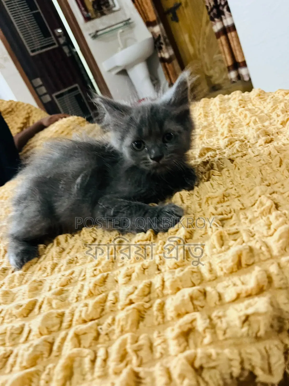 1-3 months Female Purebred Persian