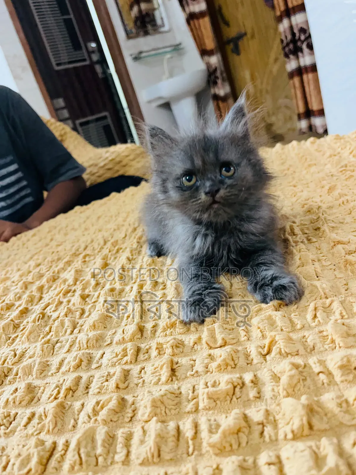 1-3 months Female Purebred Persian