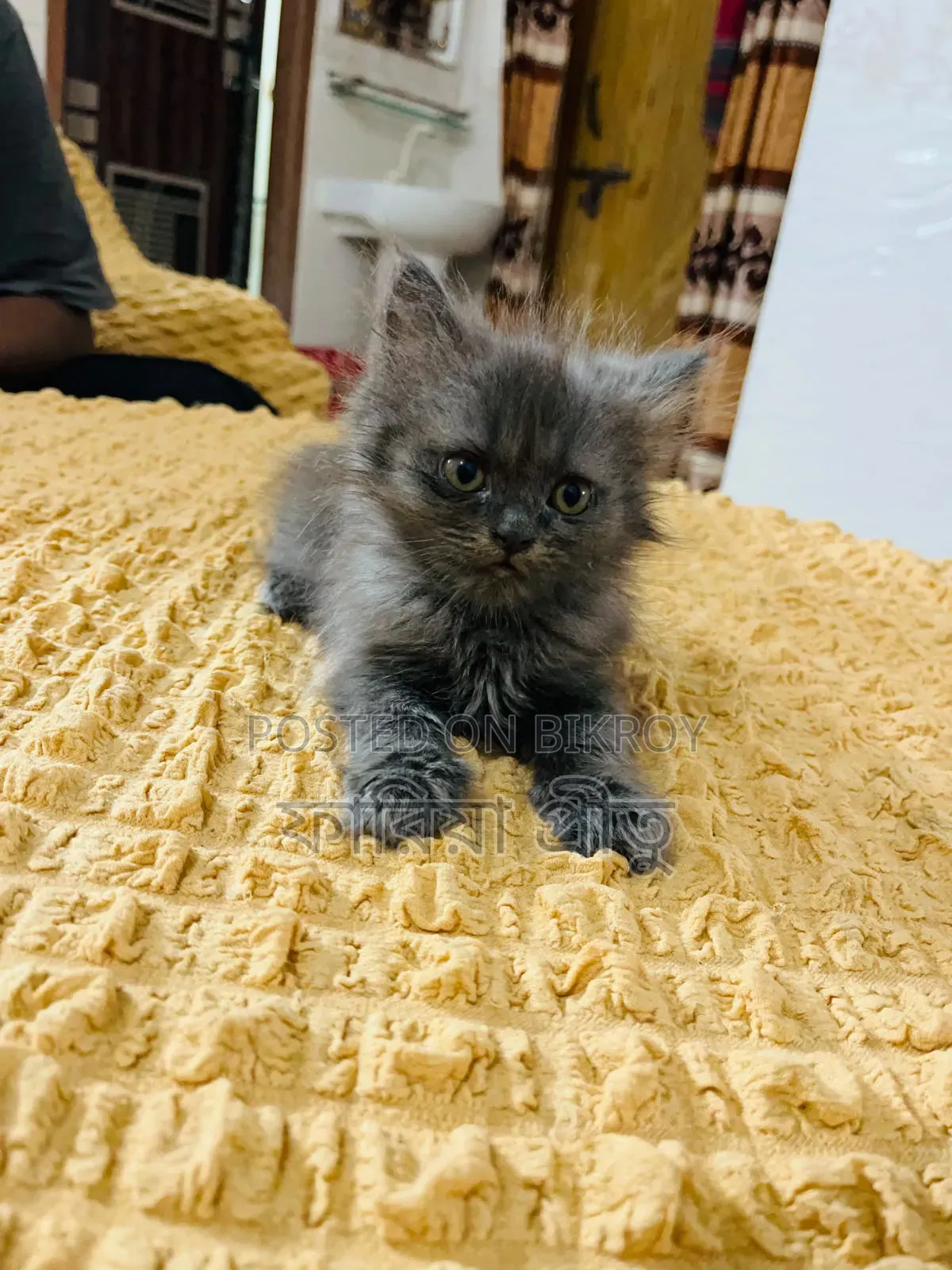1-3 months Female Purebred Persian