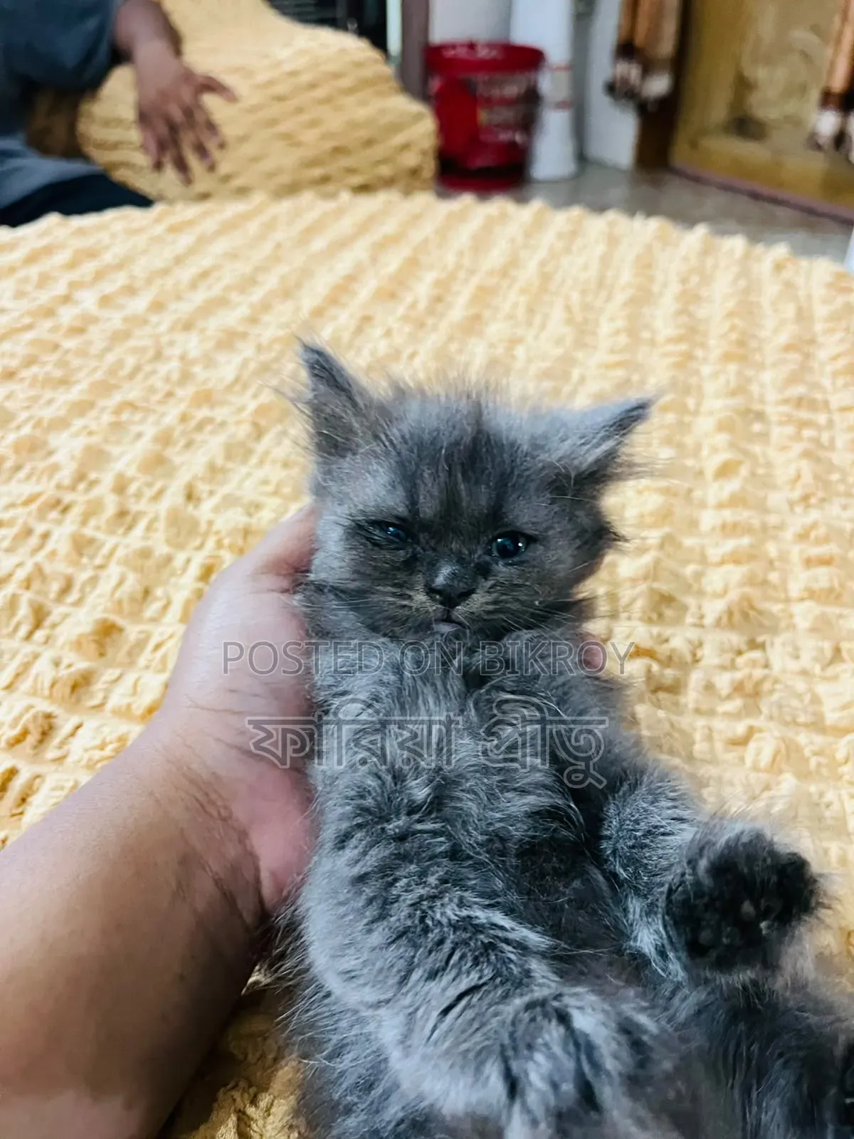 1-3 months Female Purebred Persian