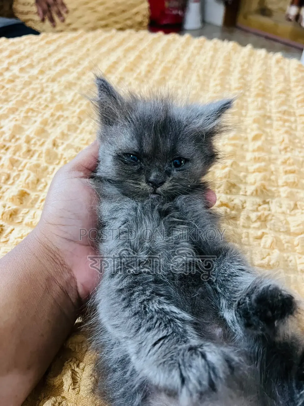 1-3 months Female Purebred Persian