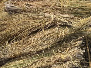 ধান ও বিছলি