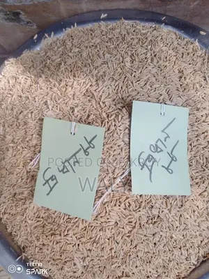 ধান ও বিছলি