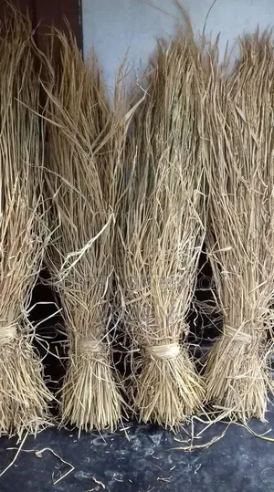 ধান ও বিছলি