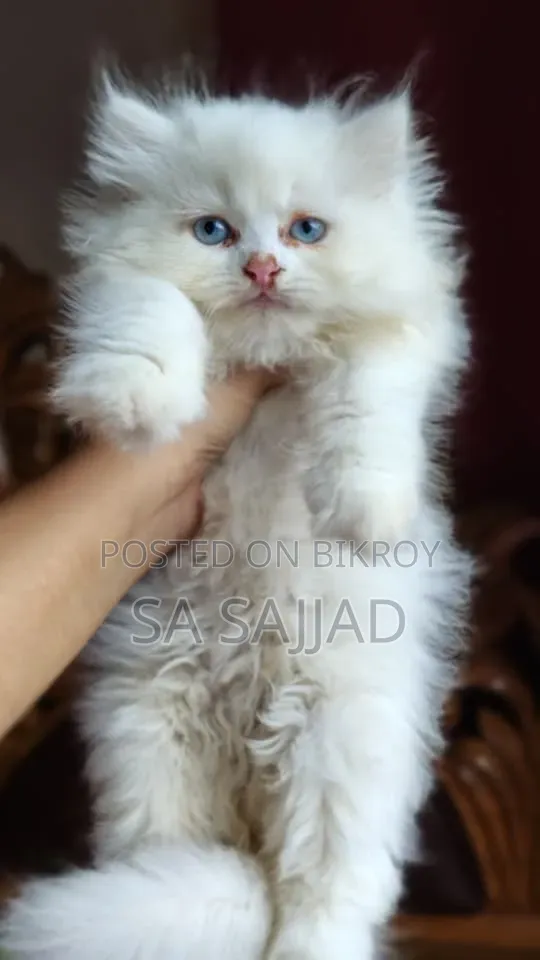 1-3 months Male Purebred Persian