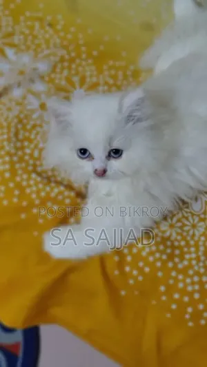 1-3 months Male Purebred Persian
