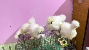 4 Pis Silky Murgir Baccha