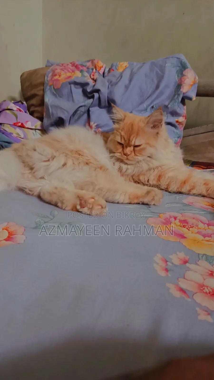 6-12 months Female Purebred Persian