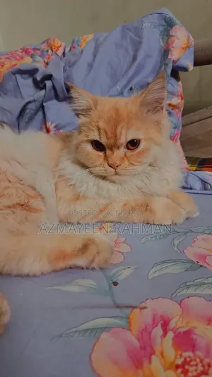 6-12 months Female Purebred Persian