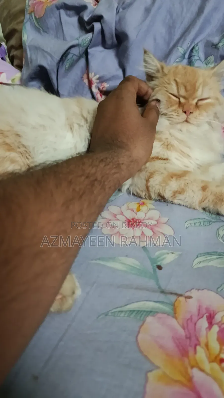 6-12 months Female Purebred Persian