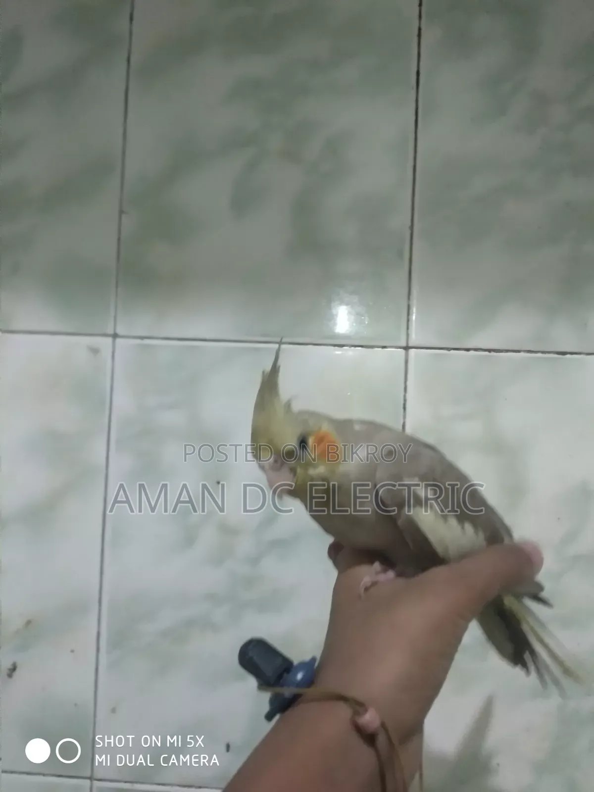 এই পাখিটি বিক্রি করা হবে