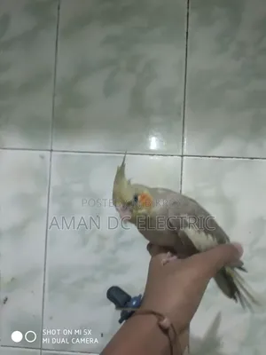 এই পাখিটি বিক্রি করা হবে