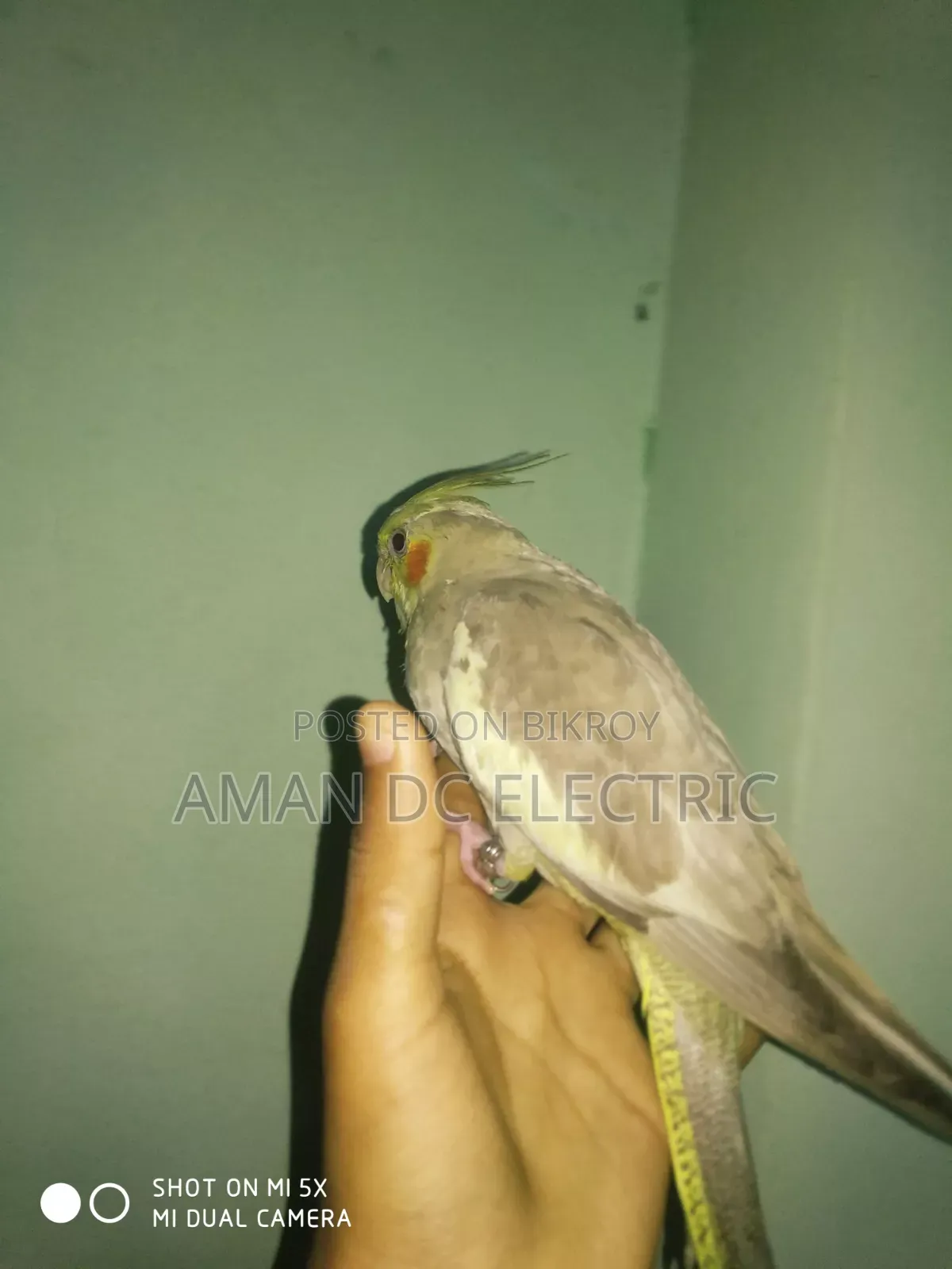 এই পাখিটি বিক্রি করা হবে