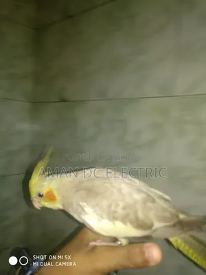 এই পাখিটি বিক্রি করা হবে