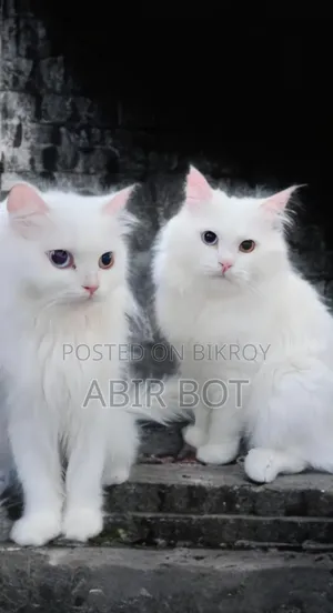 ৬-১২ মাস বয়সী ফিমেল পিওরব্রেড পার্সিয়ান