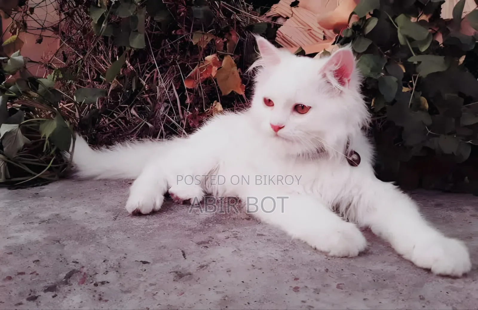 6-12 months Female Purebred Persian