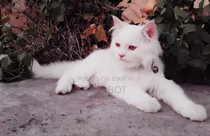 6-12 months Female Purebred Persian