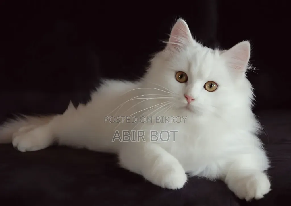 6-12 months Female Purebred Persian