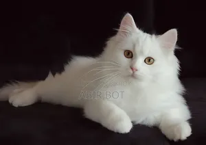 6-12 months Female Purebred Persian