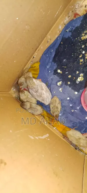 Ten pieces of King Quail chicks and running King Quails for sale.