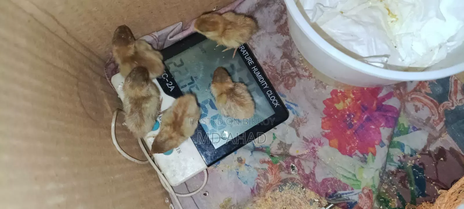 Ten pieces of King Quail chicks and running King Quails for sale.