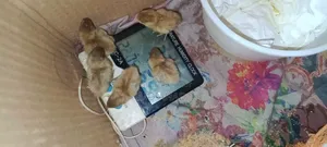 Ten pieces of King Quail chicks and running King Quails for sale.