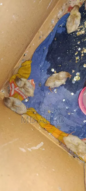 Ten pieces of King Quail chicks and running King Quails for sale.
