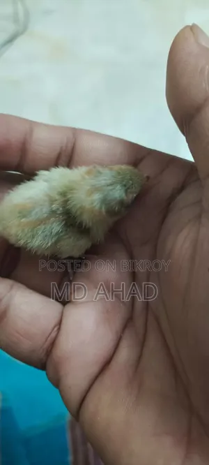 Ten pieces of King Quail chicks and running King Quails for sale.