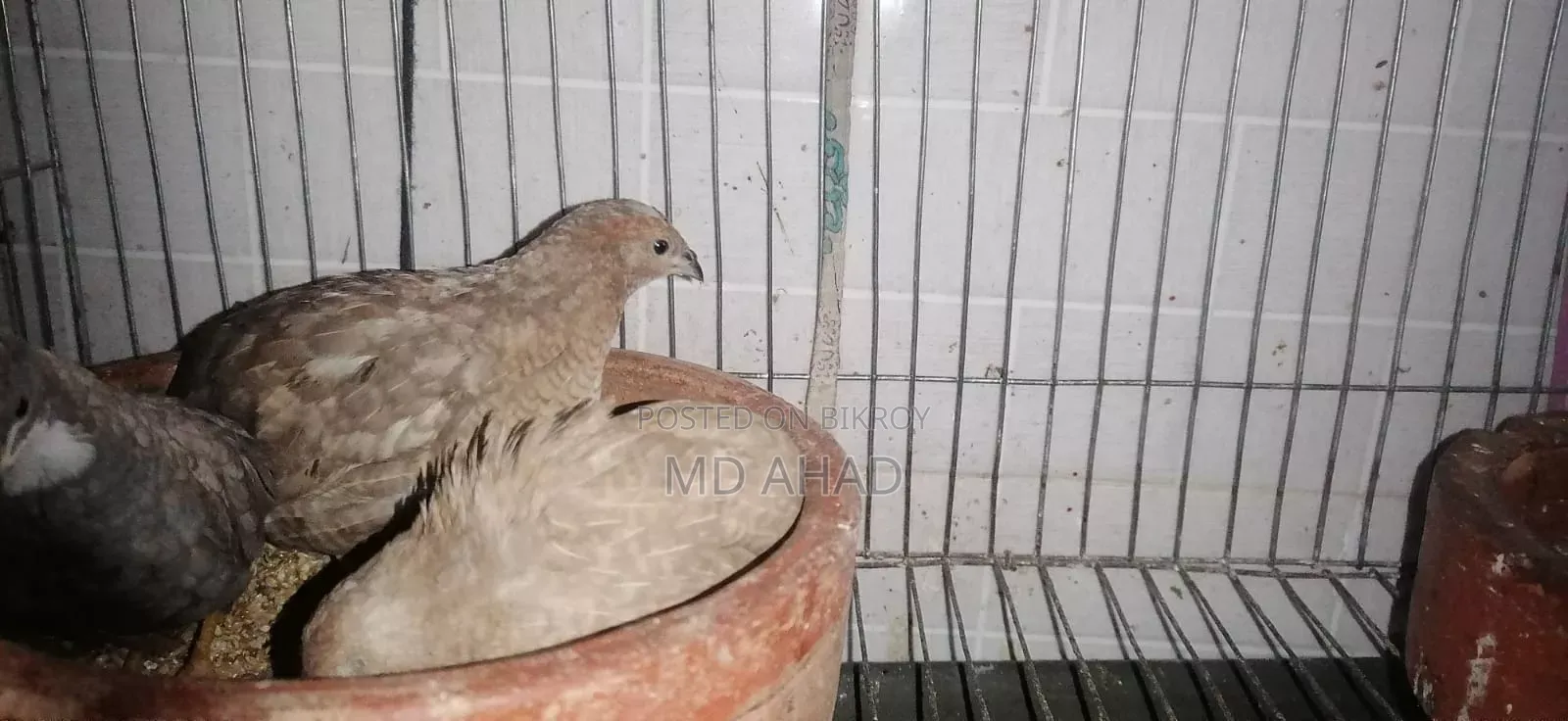 Ten pieces of King Quail chicks and running King Quails for sale.
