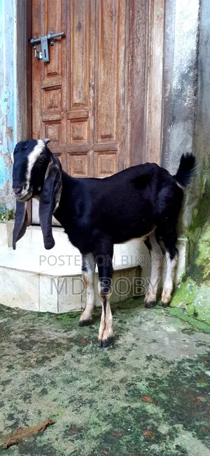 পাঠা ছাগল সাড়ে ৪মাস বয়স