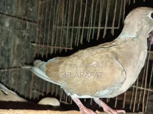 Pair of Doves for Sale
