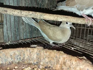 Pair of Doves for Sale