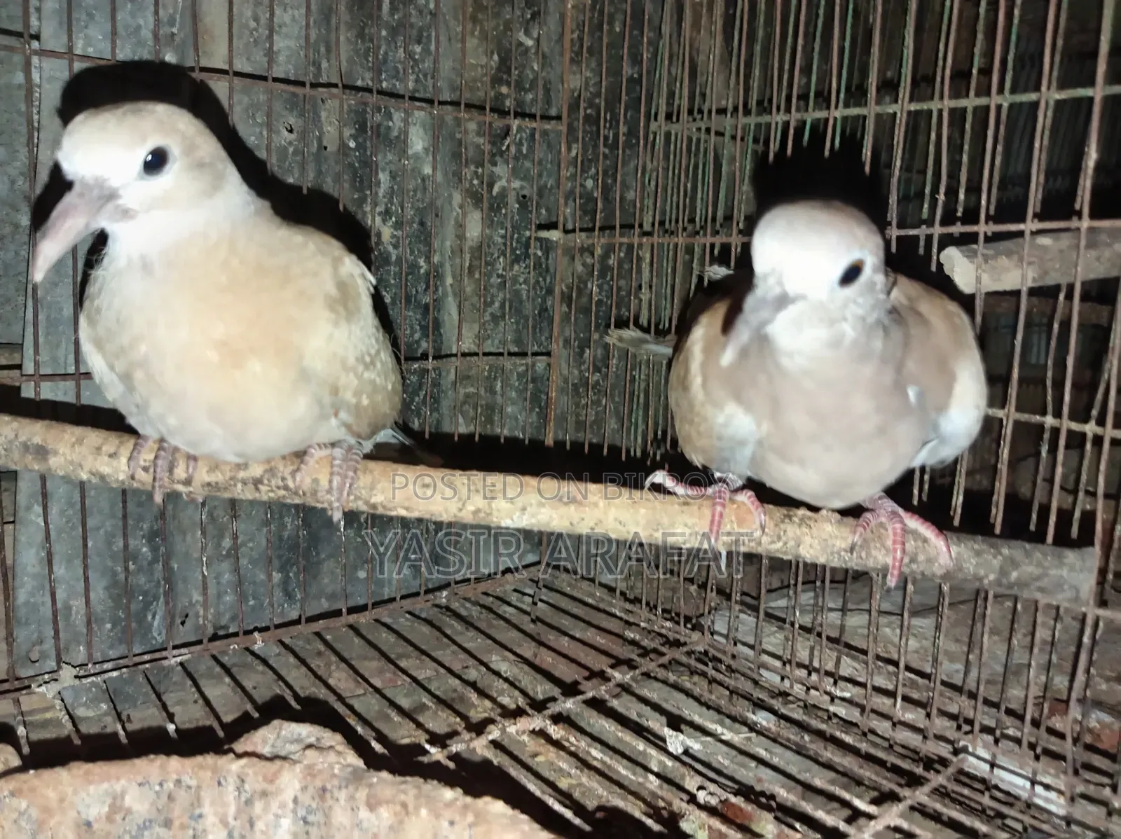 Pair of Doves for Sale