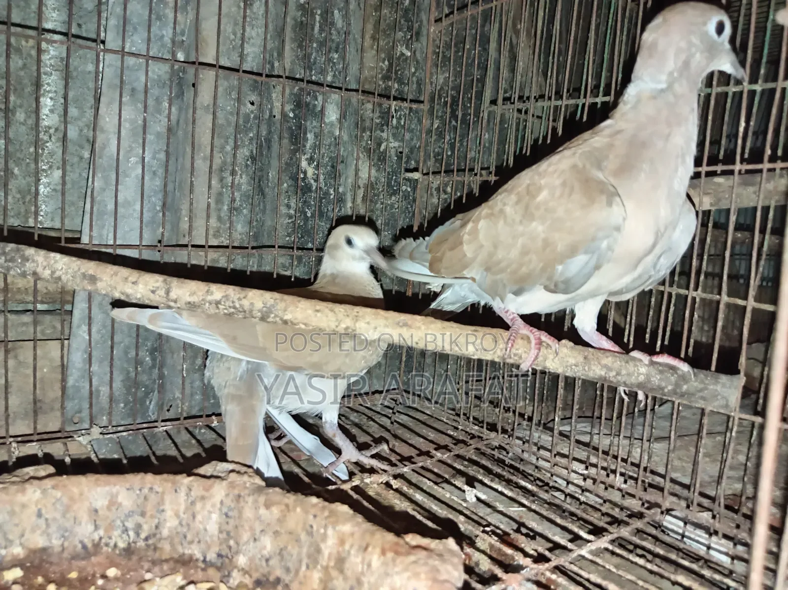 Pair of Doves for Sale