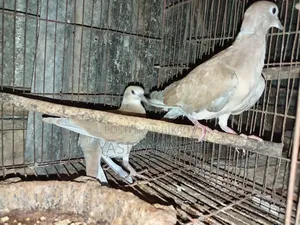 Pair of Doves for Sale