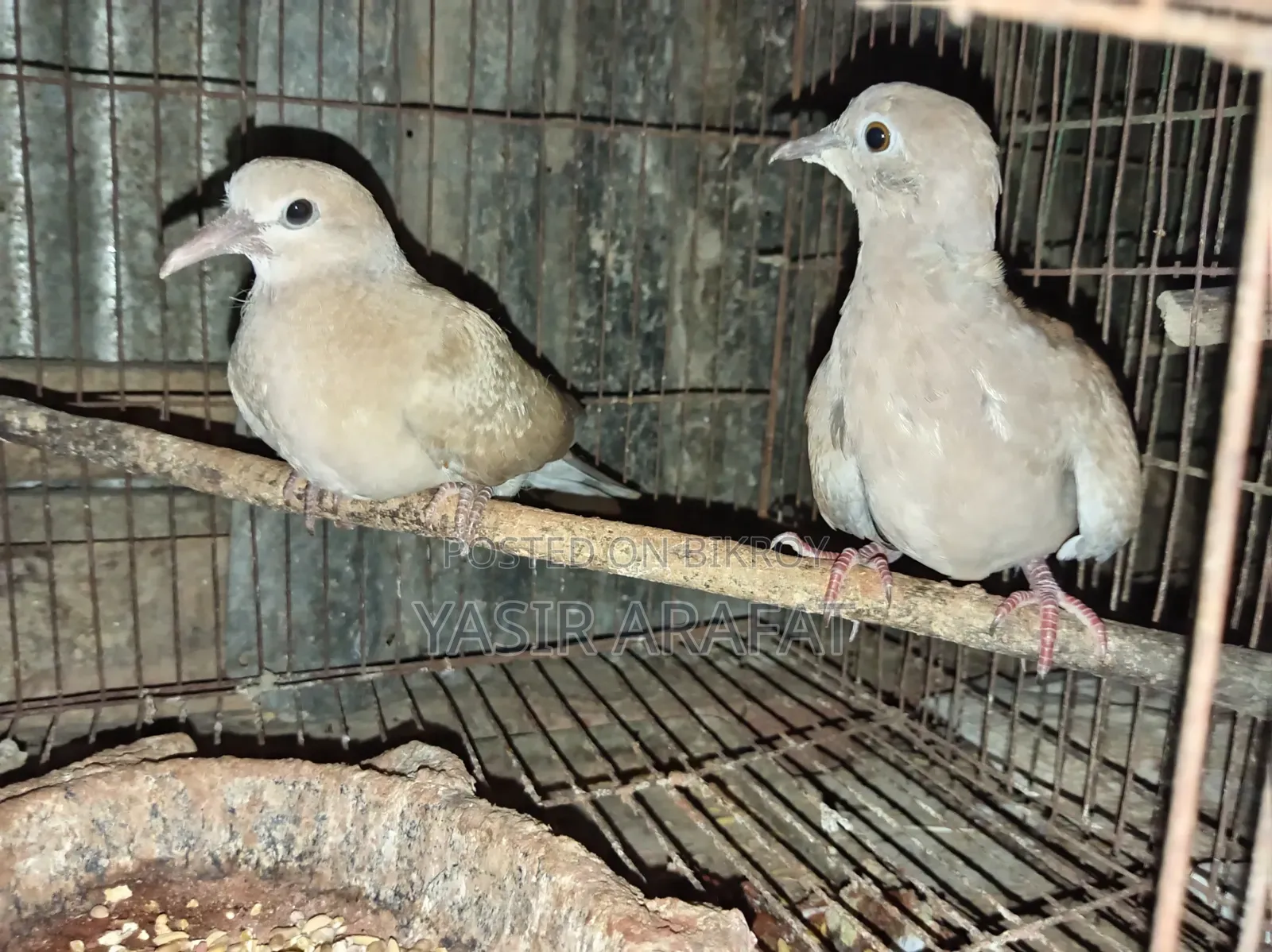 Pair of Doves for Sale